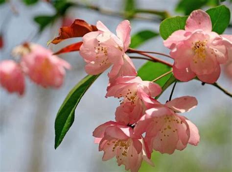 海棠開花|海棠花开花时间及花期详解（盘点各地海棠花盛开时。